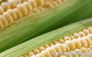 云南收玉米价格最新爆料,揭秘市场动态与价格走势